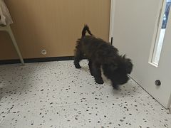 -瑞派康怡24h宠物医院·犬猫医疗中心·微创绝育(瑞景分院)