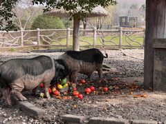 -昆山城市生态森林公园