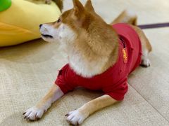 -逗柴咖啡屋·狗咖猫咖宠物桌游