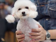 -PETKIT小佩宠物(昭化店)