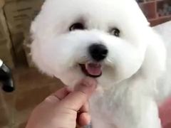 -宠匠·爱宠堡 PET CASTLE