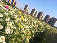-映月湖中央公园