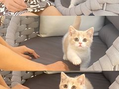 -lincat·猫舍(广州店)