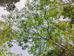 -火炉山森林公园