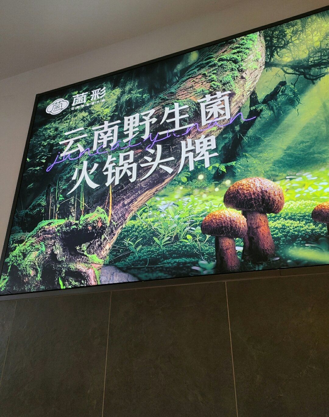 翠湖野生菌火锅的新网红
