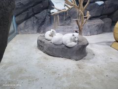 -海合安青岛极地海洋公园