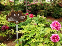 -洛阳市隋唐城遗址植物园