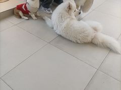 -怪兽屋·羊驼·猫咖·狗咖(俊华广场店)