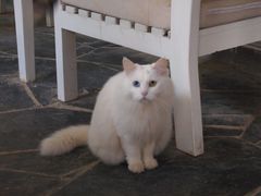 白咩-Anne猫窝咖啡屋