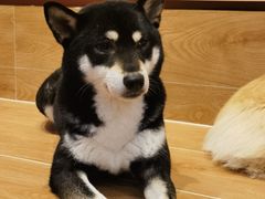 -和它·交个朋友·狗咖猫咖(爱琴海店)
