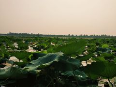 -白洋淀景区