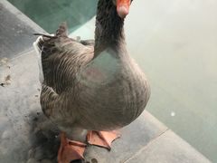 -河北霸州茗汤日月潭温泉