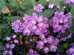 花-莫泰酒店(厦门万象城火车站地铁站店)