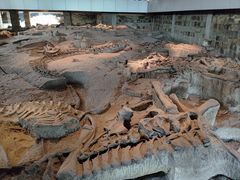 -自贡恐龙博物馆