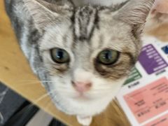 -平行世界·猫咖(首经贸店)