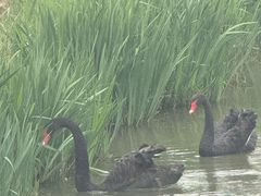 -荷兰花海