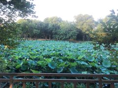-西溪国家湿地公园