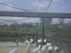 -盐城丹顶鹤湿地生态旅游区