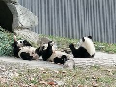 -卧龙中华大熊猫苑神树坪基地