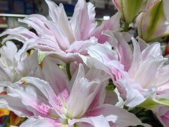 -昆明国际花卉拍卖交易中心