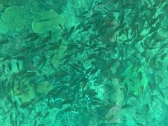 -东姑阿都拉曼海洋公园
