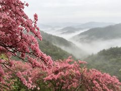 -木兰云雾山