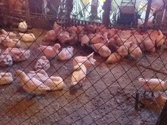 大鹅-鱼窝棚柴火铁锅炖(富山屯店)