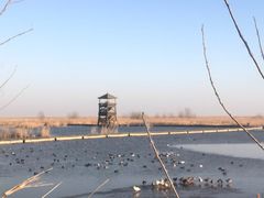 -盐城丹顶鹤湿地生态旅游区