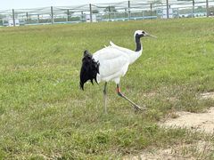 -盐城丹顶鹤湿地生态旅游区