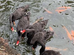 -海南热带野生动植物园