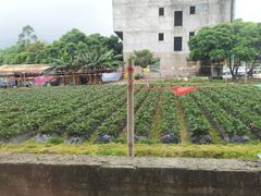 -大地土窑菜馆·特色罗浮农家菜(罗浮山景区店)