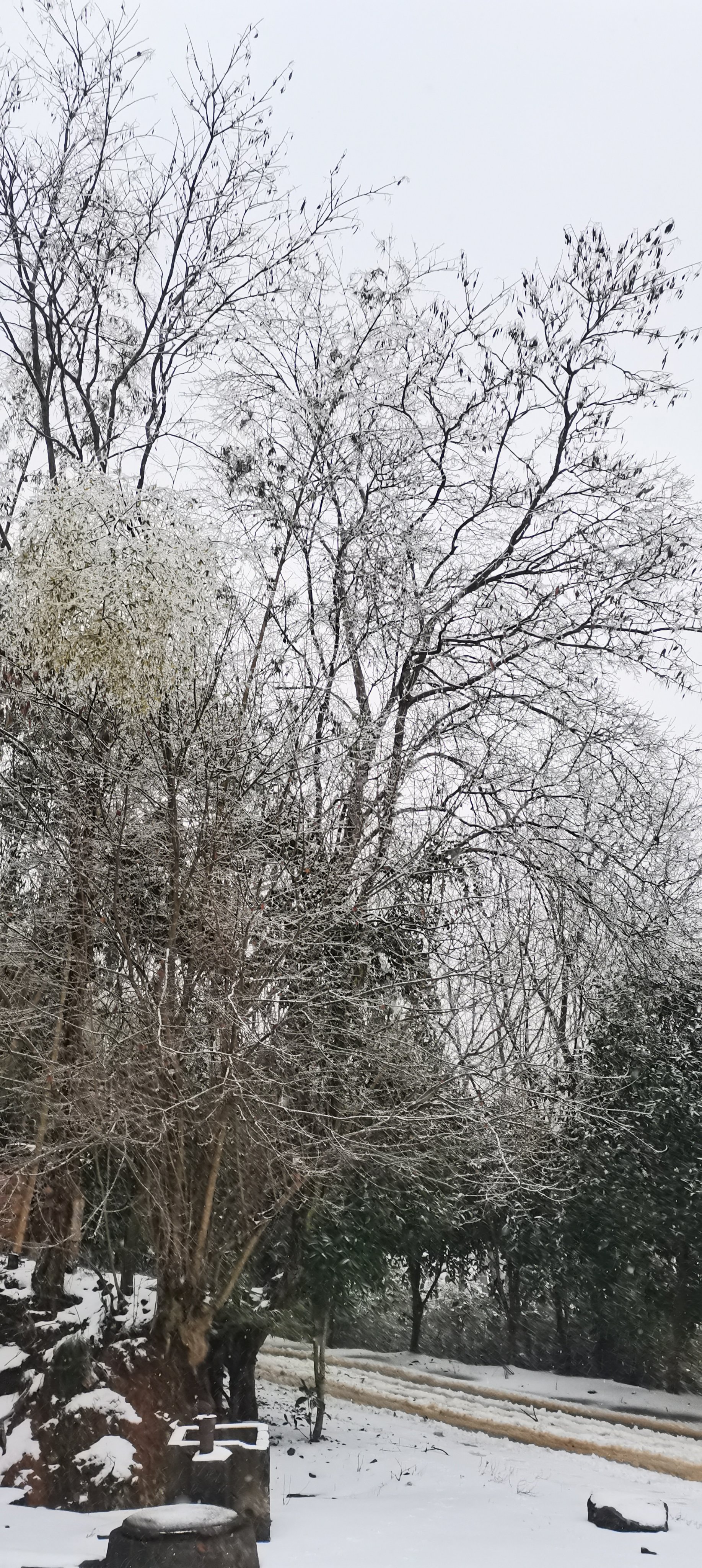 老家雪景图片