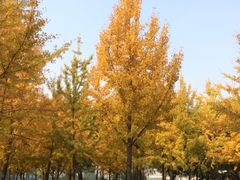 -西北湖绿化广场