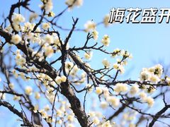 -梅花山(明孝陵内)