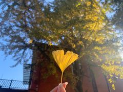 -岣嵝峰国家森林公园