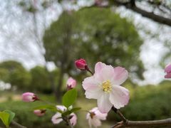 -八大山人梅湖景区