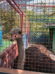 -萌宠亲子动物乐园(槐房万达店)