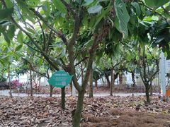 -歌斐颂巧克力小镇