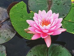 -莲花池公园