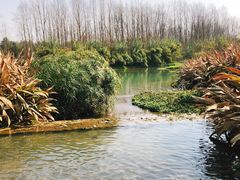 -桤木河湿地公园