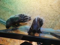 -酷嗒动物文化乐园(cutezoo西溪乐天城店)