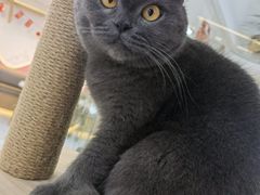 -喵园·猫主题咖啡厅·撸猫·猫咖(国贸店)