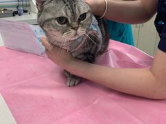 -北京观赏动物医院·24小时大型综合·猫专科·异宠专科