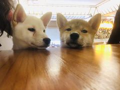 -豆柴町-柴犬主题狗咖(红鼎国际C座店)