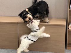 -安安宠医·臻爱宠物医院·宠保定点(营门口路分院)