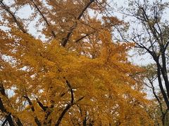 -三里屯东五街银杏大道