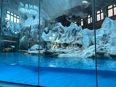 -帝企鹅自助餐厅•儿童岛•真企鹅(长隆企鹅酒店)