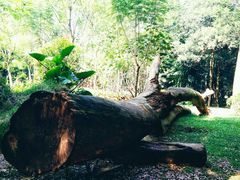 -南宁良凤江国家森林公园