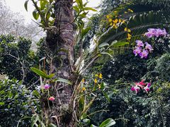 -中国科学院西双版纳热带植物园