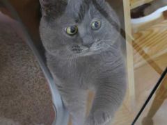 -平行世界·猫咖(首经贸店)